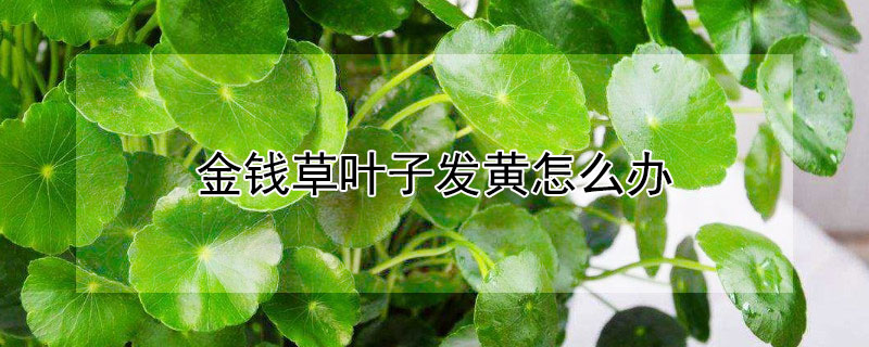 金钱草叶子发黄怎么办 金钱草叶子发黄了怎么办