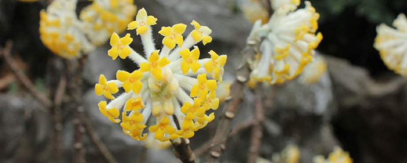 结香花可以剪枝吗 结香花可以剪枝吗视频