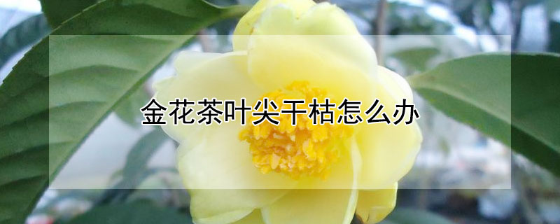 金花茶叶尖干枯怎么办 金花茶落叶芽枯,为什么?