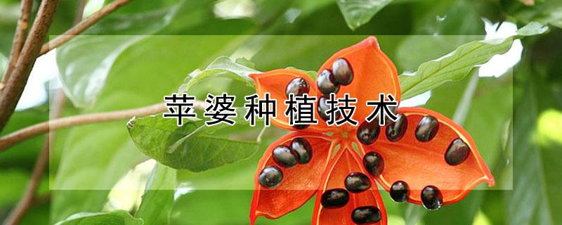 苹婆种植技术 苹婆种植前景