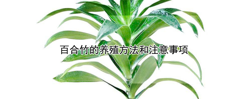 百合竹的养殖方法和注意事项（百合的养殖方法和注意事项）