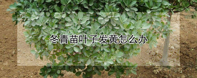冬青苗叶子发黄怎么办 冬青苗叶子发黄怎么办呢