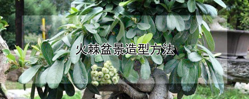 火棘盆景造型方法 火棘盆景造型方法图片