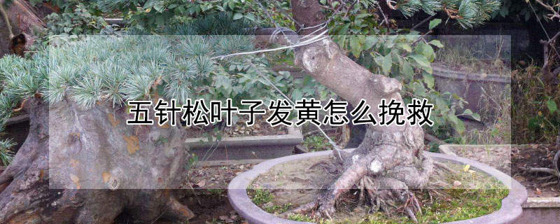 五针松叶子发黄怎么挽救（五针松叶子发黄怎么挽救图片）