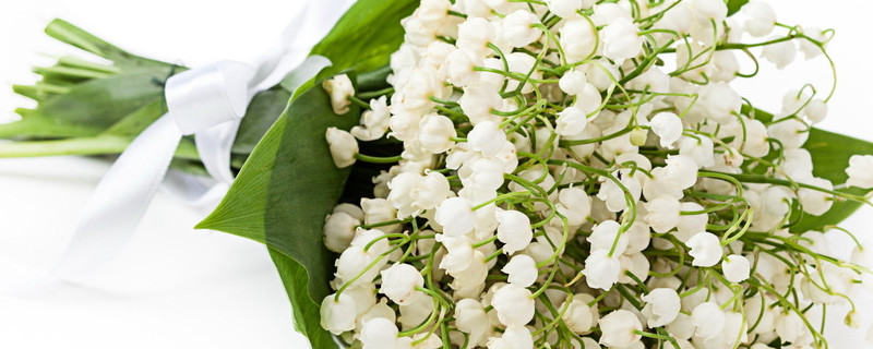 日本风铃花怎么养（日本风铃花怎么养殖）