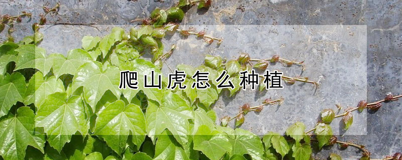 爬山虎怎么种植（爬山虎怎么种植长得快）