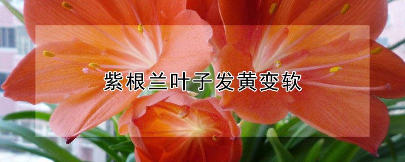 紫根兰叶子发黄变软 紫根兰叶子发黄变软还能活吗