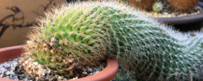 毛毛虫花的养殖方法（毛毛虫花图片）