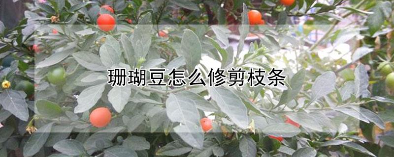 珊瑚豆怎么修剪枝条（珊瑚豆怎么修剪枝条视频教程）