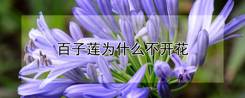 百子莲为什么不开花 百子莲为什么不开花结果