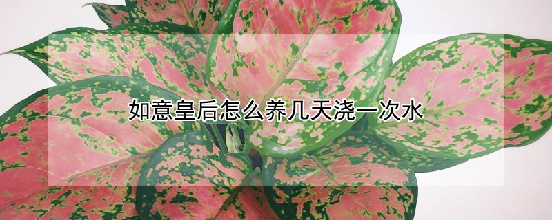 如意皇后怎么养几天浇一次水 如意皇后多少天施肥和浇水