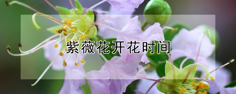 紫薇花开花时间 紫薇花开花时间是几点左右