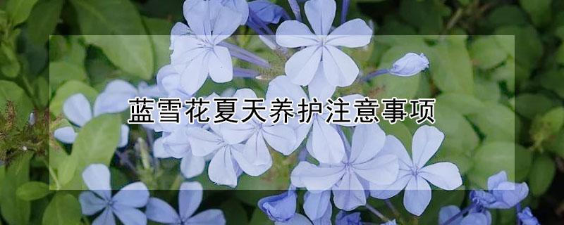 蓝雪花夏天养护注意事项 蓝雪花夏天养护注意事项图片