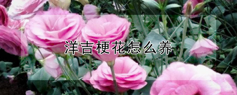 洋吉梗花怎么养 洋吉梗花怎么种