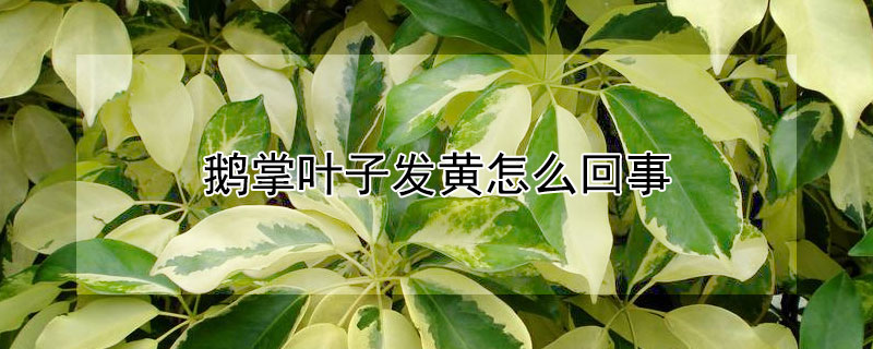 鹅掌叶子发黄怎么回事 鹅掌叶子发黄怎么回事图片