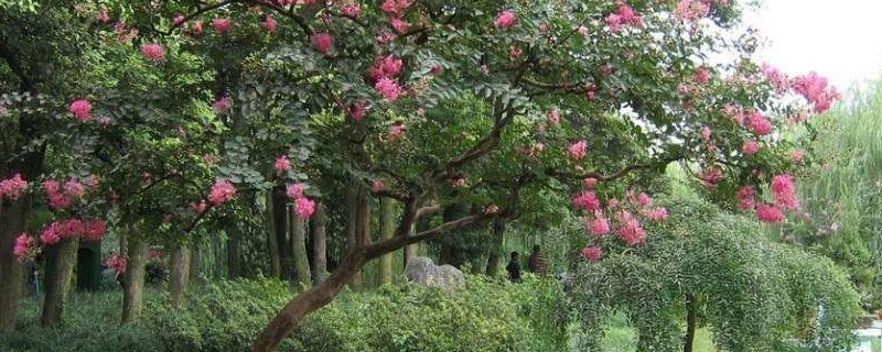 紫薇树如何修主干 紫薇树如何修主干枝条