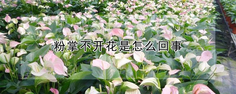 粉掌不开花是怎么回事（粉掌不开花是怎么回事儿）