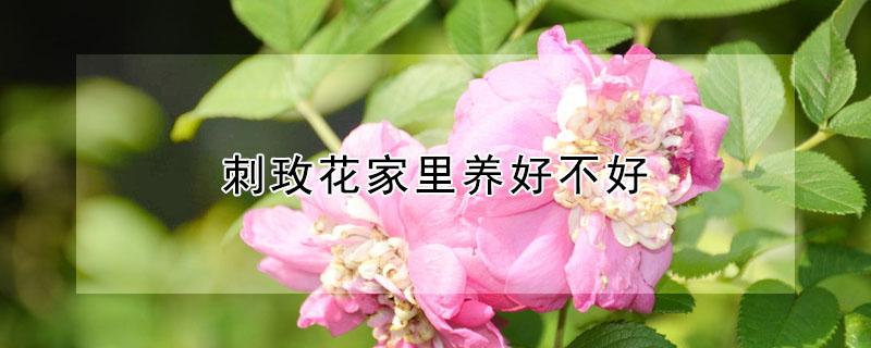刺玫花家里养好不好 刺玫瑰家里能养吗?