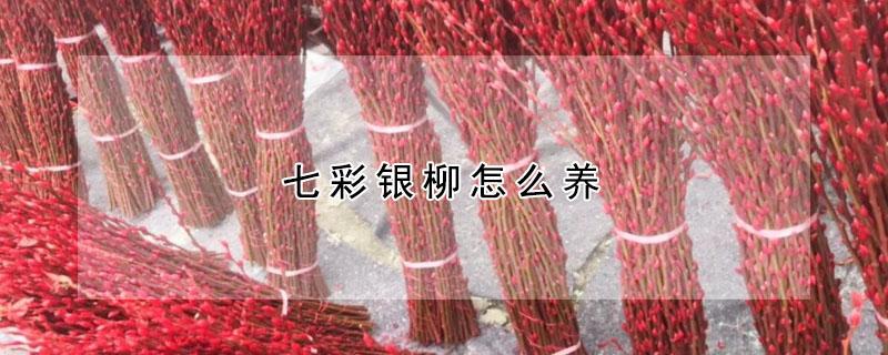 七彩银柳怎么养 七彩银柳怎么养护和浇水