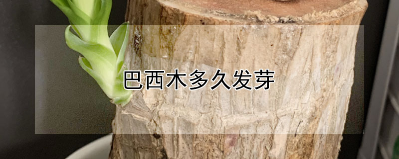 巴西木多久发芽 巴西木多久发芽开花