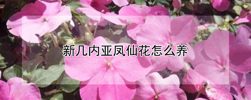 新几内亚凤仙花怎么养（新几内亚凤仙花好养吗）