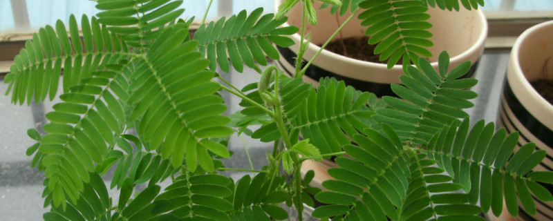 含羞草怎样养才能茂盛（含羞草怎样养才能茂盛起来）
