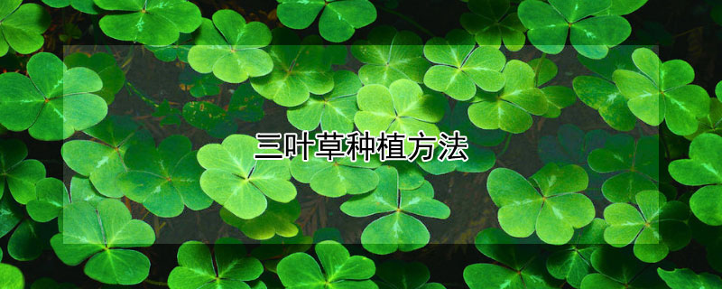 三叶草种植方法 紫色三叶草种植方法