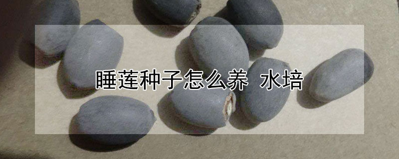 睡莲种子怎么养 睡莲种子怎样种植
