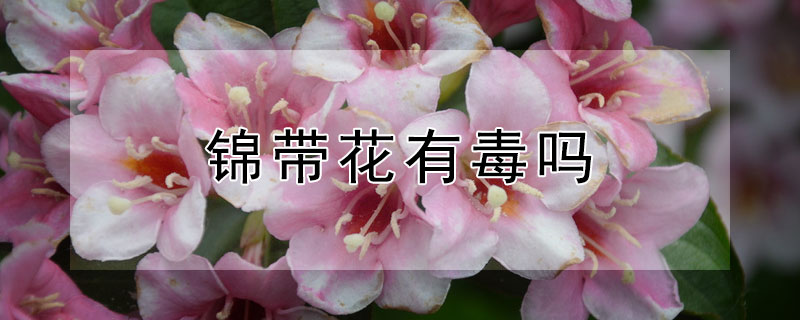 锦带花有毒吗（红王子锦带花有毒吗）