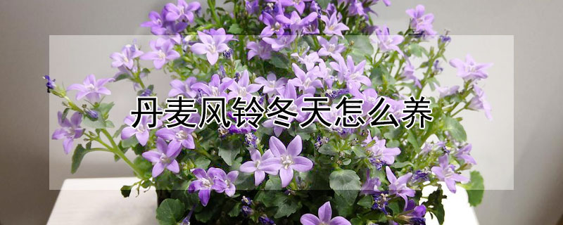 丹麦风铃冬天怎么养（丹麦风铃冬天怎么养护和管理）