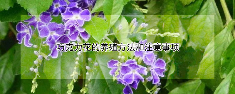 巧克力花的养殖方法和注意事项 巧克力花的养殖方法和注意事项视频