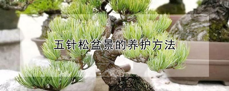 五针松盆景的养护方法 五针松盆景的养护方法新买的五针松怎上盆
