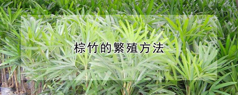 棕竹的繁殖方法 棕竹的繁殖方式