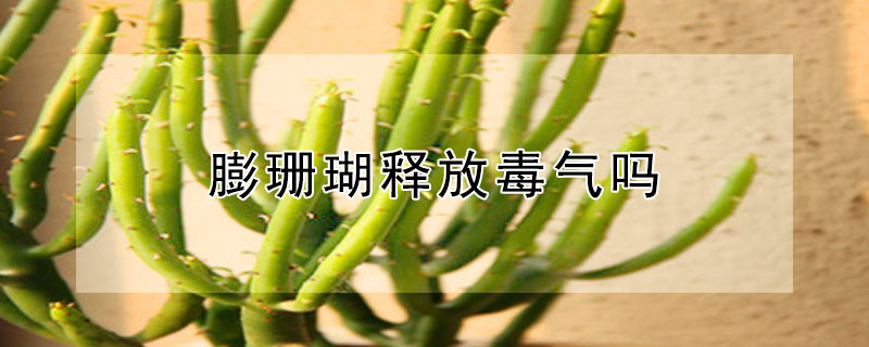 膨珊瑚释放毒气吗 膨珊瑚能吸甲醛吗