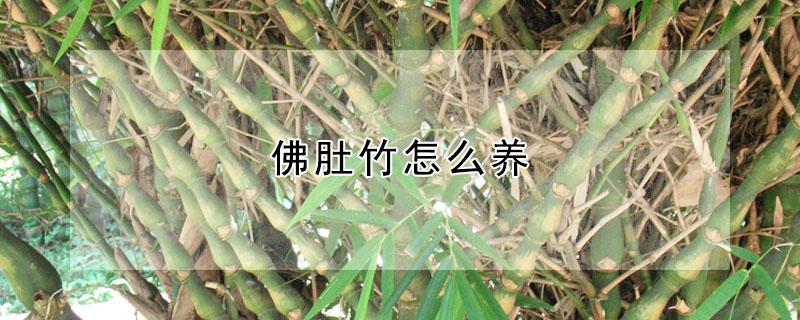 佛肚竹怎么养（大型佛肚竹怎么养）
