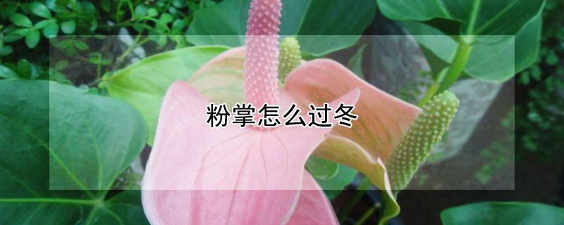 粉掌怎么过冬（粉掌如何过冬）