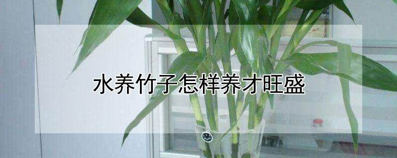 水养竹子怎样养才旺盛 水养竹子怎样养才旺盛呢