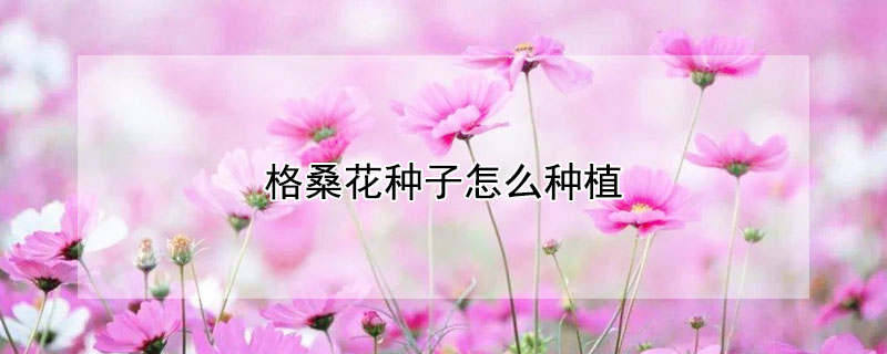 格桑花种子怎么种植 格桑花种子怎么种植视频