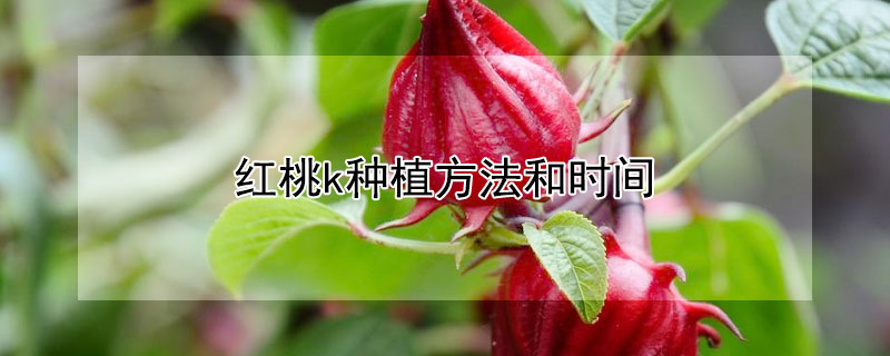 红桃k种植方法和时间 红桃k种植方法和时间和地域