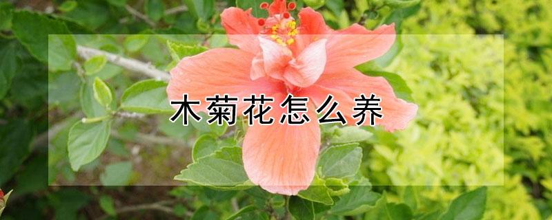 木菊花怎么养（木菊花怎么养殖）