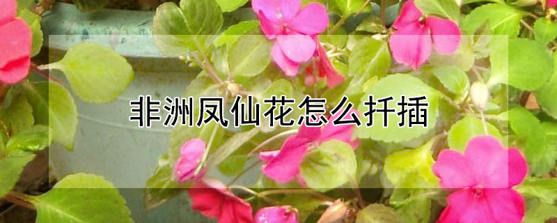 非洲凤仙花怎么扦插 非洲凤仙花扦插方法