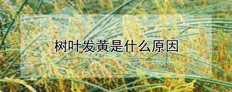 树叶发黄是什么原因 香樟树叶发黄是什么原因
