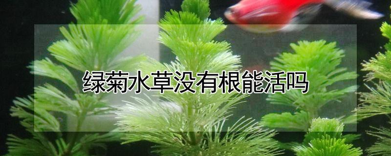 绿菊水草没有根能活吗 水草绿菊没有根可以活吗