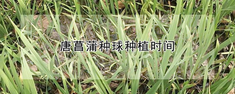 唐菖蒲种球种植时间 唐菖蒲种球种植时间表