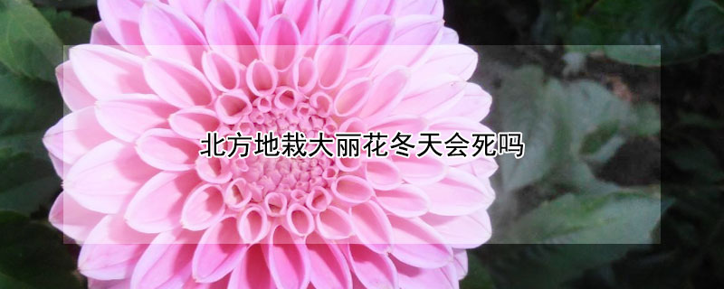 北方地栽大丽花冬天会死吗（北方地栽大丽花冬天会死吗为什么）