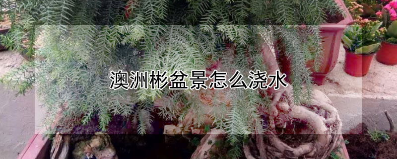 澳洲彬盆景怎么浇水 澳洲彬换盆要浇水吗