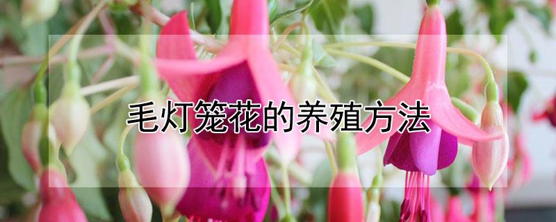毛灯笼花的养殖方法（毛灯笼花的养殖方法和注意事项）