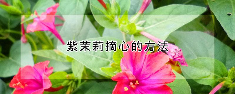 紫茉莉摘心的方法 紫茉莉摘心的方法是什么