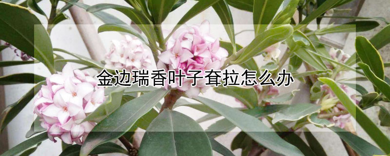 金边瑞香叶子耷拉怎么办（金边瑞香叶子发软下垂怎么办?）