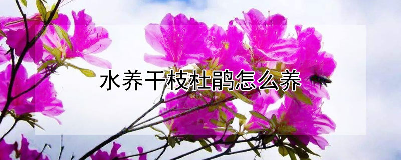 水养干枝杜鹃怎么养 水培干枝杜鹃的养殖方法及花期为多长